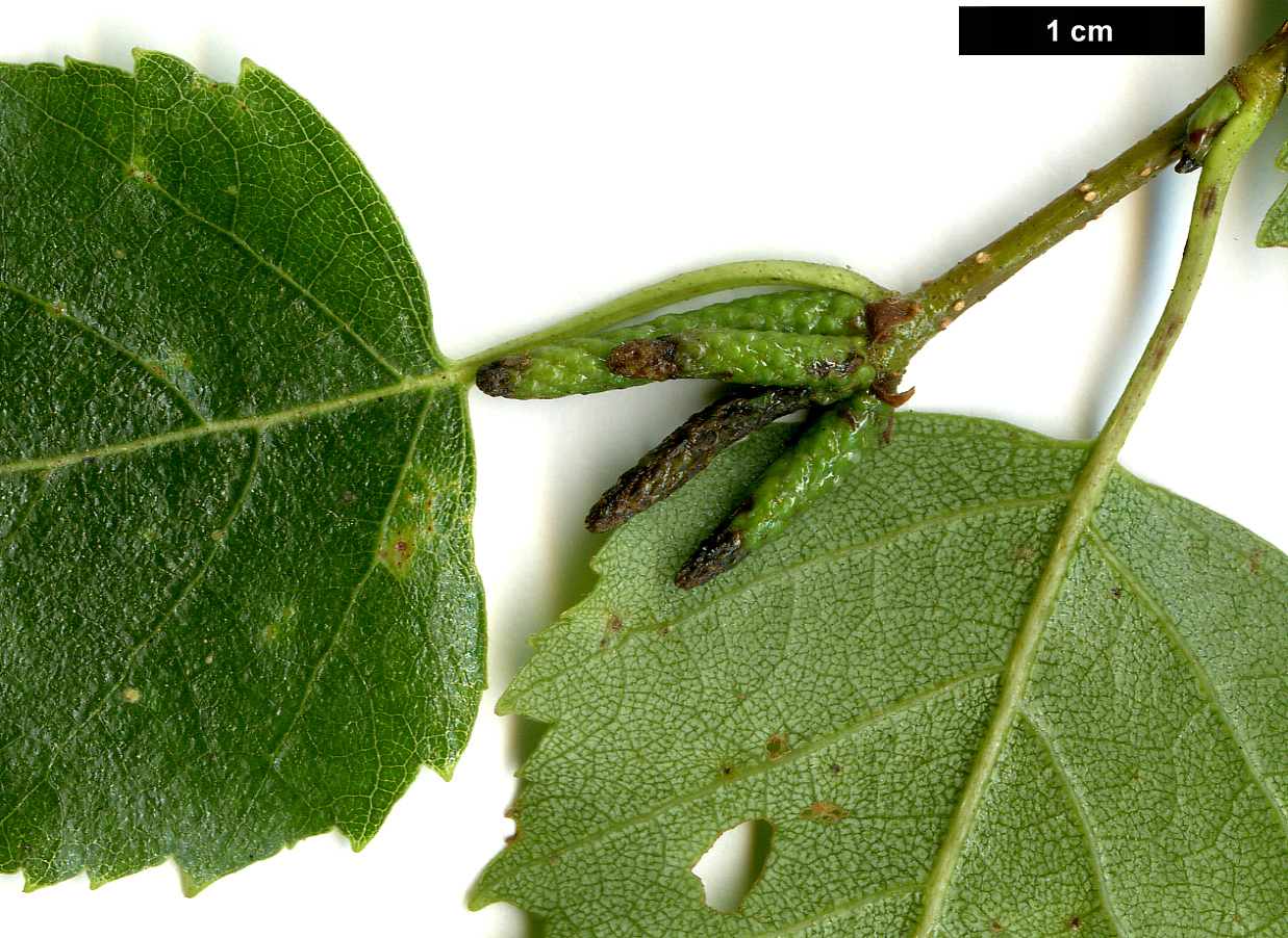 High resolution image: Family: Betulaceae - Genus: Betula - Taxon: pendula - SpeciesSub: subsp. szechuanica